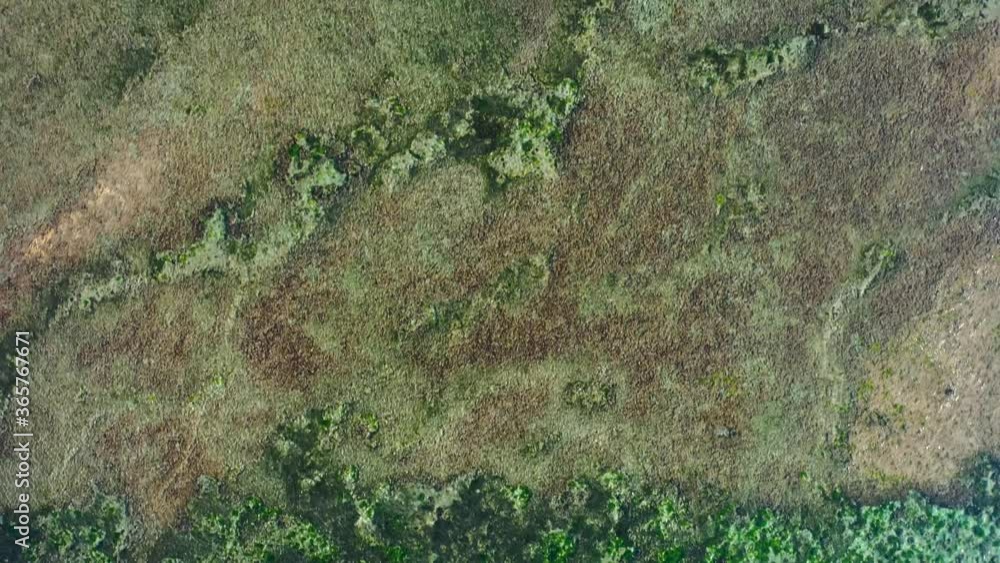 Tropical sea coral reef background. Beautiful shades of green and brown. Tropical sea coral reef background. Beautiful shades of green and brown.