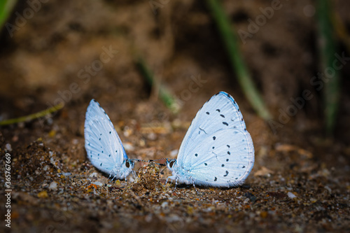 Zwei Faulbaum Bläulinge (Celastrina argiolus)