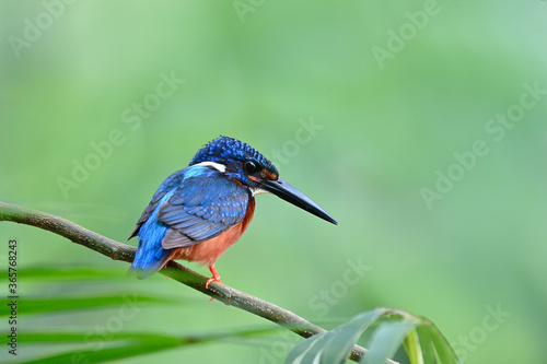 small blue bird with sharp black beaks perching on tree branch poisting fish in stream, blue-eared kingfisher