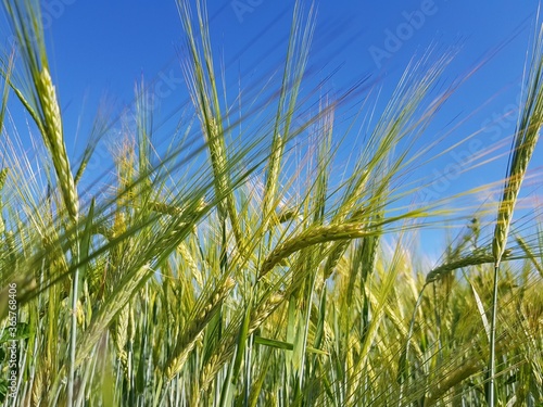 Green ears of wheat in the field