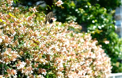 アゲハ蝶と小さな白い花