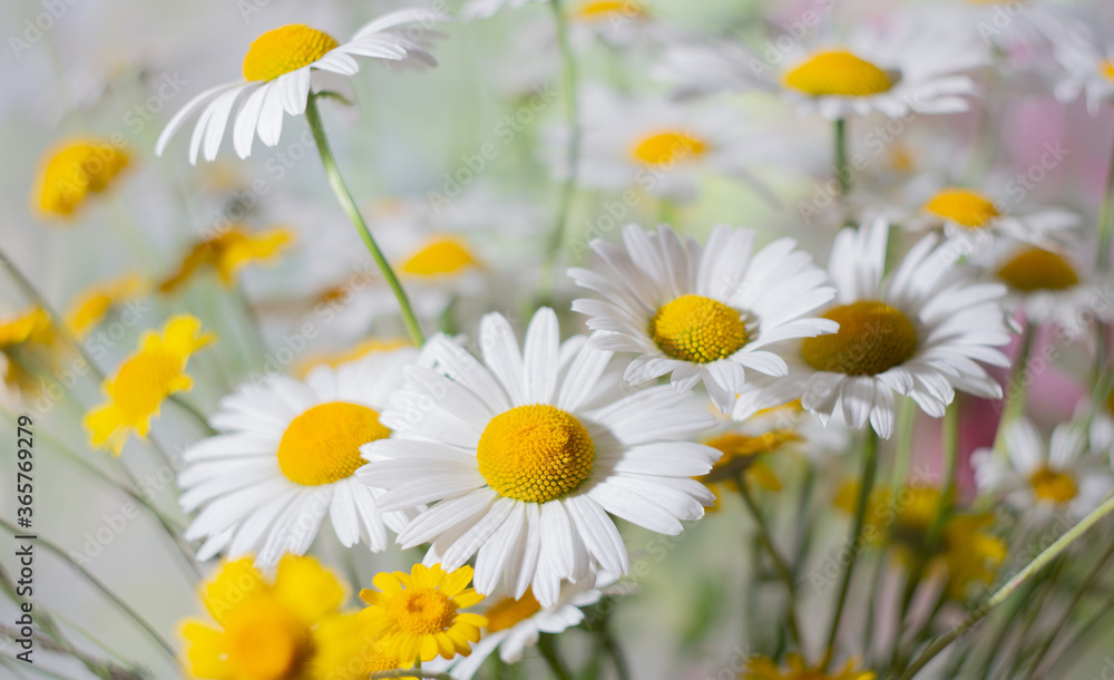 white and yellow daisies of a July day summer background.