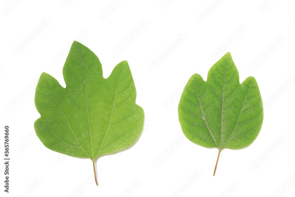 Fototapeta premium Two green leaves on white background