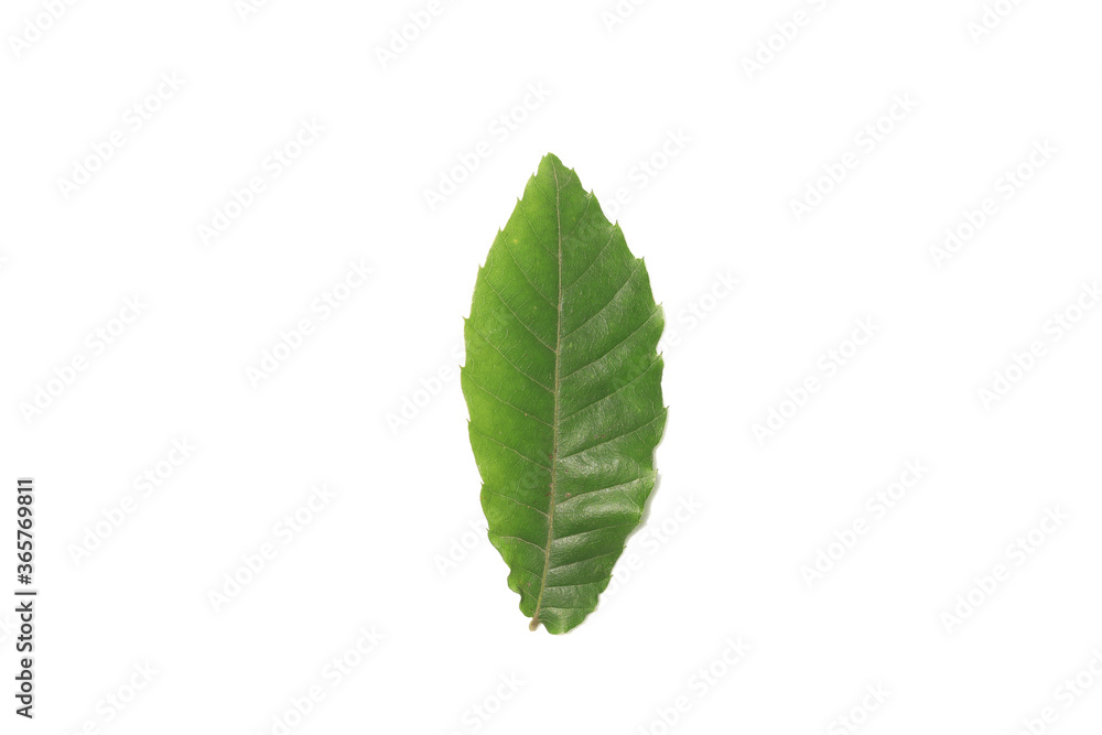 A green leaf on a white background A green leaf on a white background