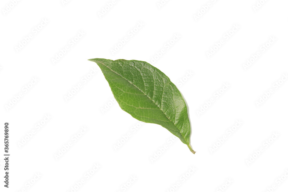 Obraz premium A green leaf on a white background