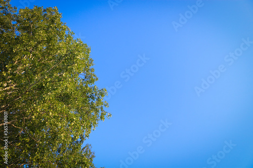 Summer background - birch branches with green leaves on a background of blue sky.