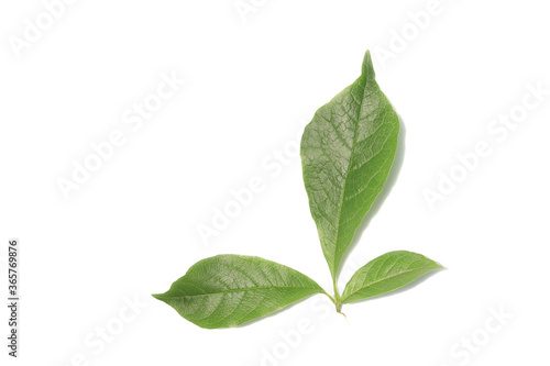 Three green leaves on white background