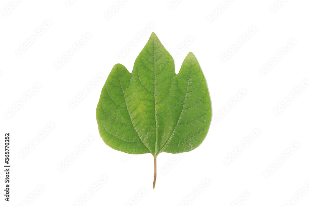 A green leaf on a white background A green leaf on a white background