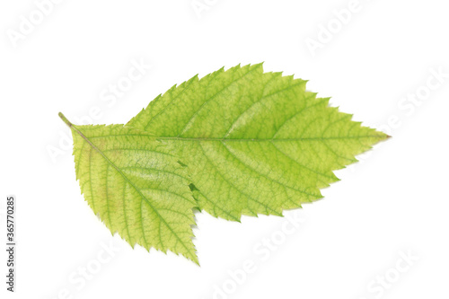 Two leaves on a white background