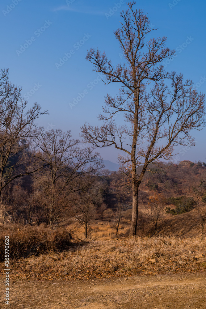 Leafless tree on mountainside Leafless tree on mountainside