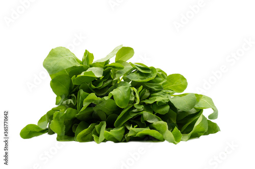 Fresh Garden Rocket Salad  an organic and healthy vegetable on white background