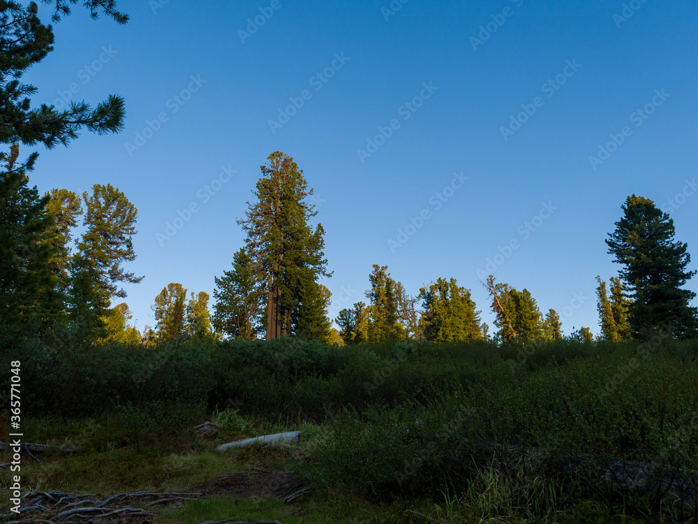 The evening sunset sun illuminates the tops of cedars. Coniferous forest The evening sunset sun illuminates the tops of cedars. Coniferous forest