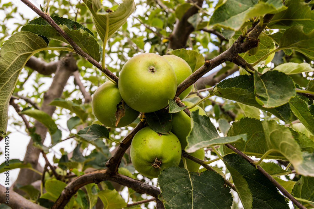 Unripe green apples on branch