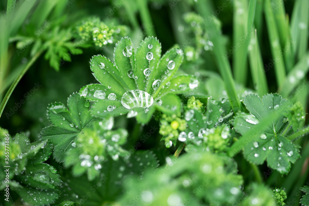 Closeup raindrops on the green leaf. Natural background Closeup raindrops on the green leaf. Natural background