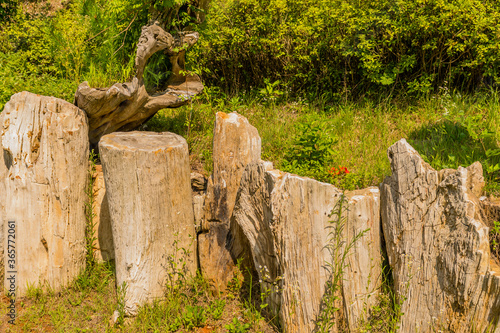 Samples of petrified wood photo