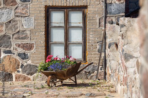 City Plavinas, Latvia. Old metal wheelbarrow with flowers on street. photo