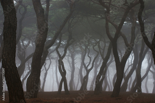 trees in the fog photo