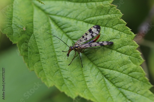  gemeine Skorpionsfliege - Panorpa communis - Weibchen