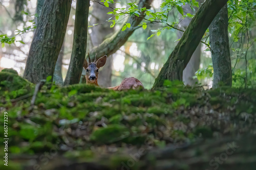 Red deer in the grass. Deer in the forest. Deer in the woods