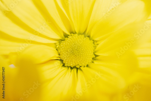 macro photo of the center of a yellow chamomile flower with soft focus