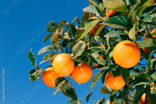 Fruit tree branch with oranges and green leaves on background of blue sky.