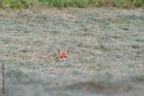 Red fox vulpes. Fox in the wild © mariusgabi