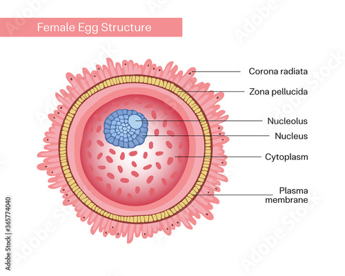 Female egg cell with cytoplasm, nucleus, plasma membrane. Ovum, reproductive cell. Gamete structure. Vector illustration isolated on white background for education, schools, univercity and clinics.