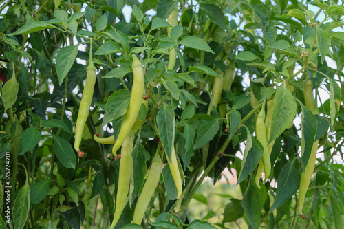 Green Chilli in tree planting on an organic farm in Thailand.