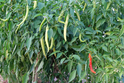 Green Chilli in tree planting on an organic farm in Thailand.