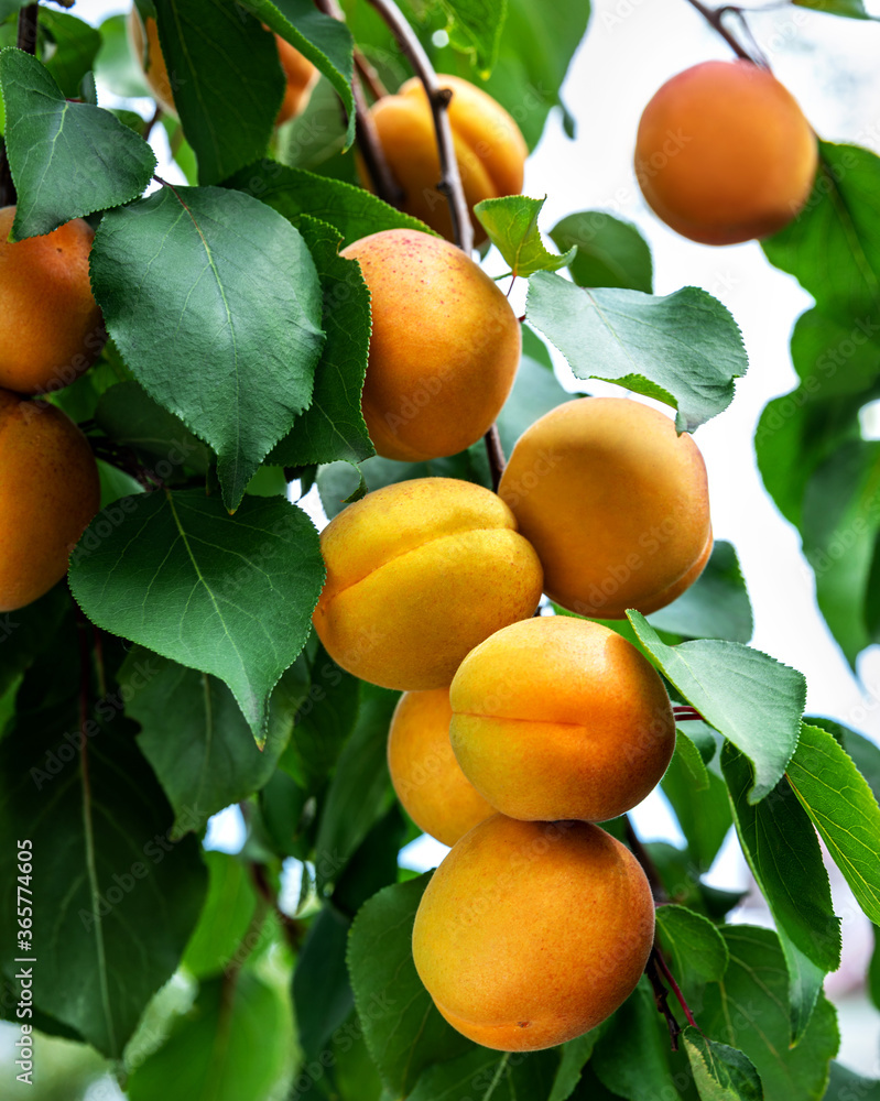 ripe apricots hang on a branch with leaves ripe apricots hang on a branch with leaves