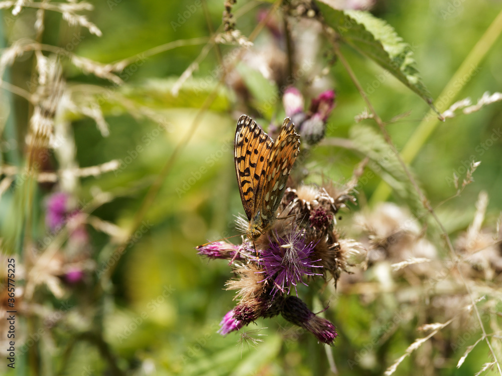 Fabriciana adippe | Papillon Moyen nacré aux ailes fauves orangé, taches noires au dessus et nacrées avec ocelles cerclés brun rougeâtre sur les ailes postérieures, butinant sur une fleur de chardon
Fabriciana adippe | Papillon Moyen nacré aux ailes fauves orangé, taches noires au dessus et nacrées avec ocelles cerclés brun rougeâtre sur les ailes postérieures, butinant sur une fleur de chardon