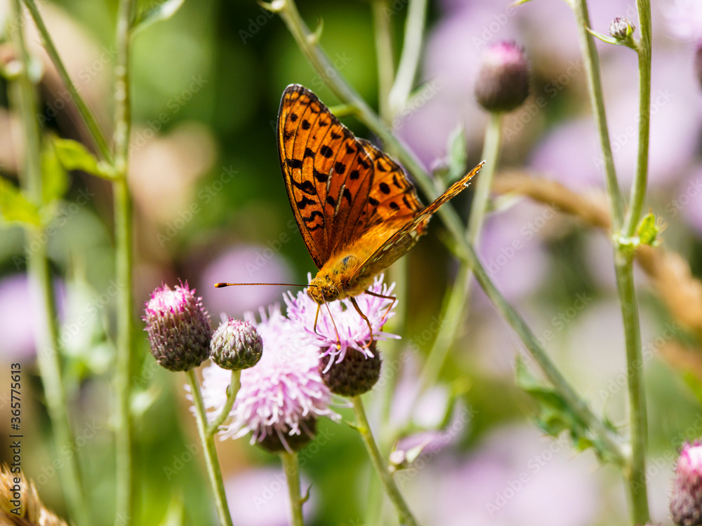 (Fabriciana adippe) Papillon le Moyen nacré posé et butinant sur des fleurs de chardons en Forêt-Noire