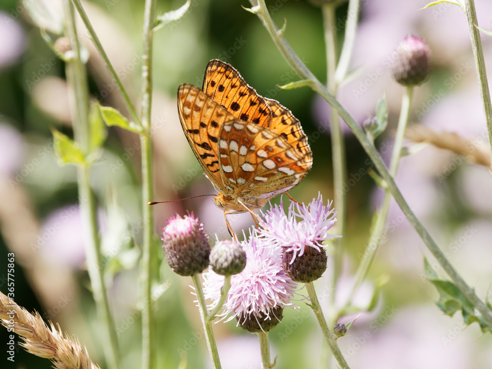 fabriciana-adippe-papillon-moyen-nacr-aux-ailes-fauves-orang