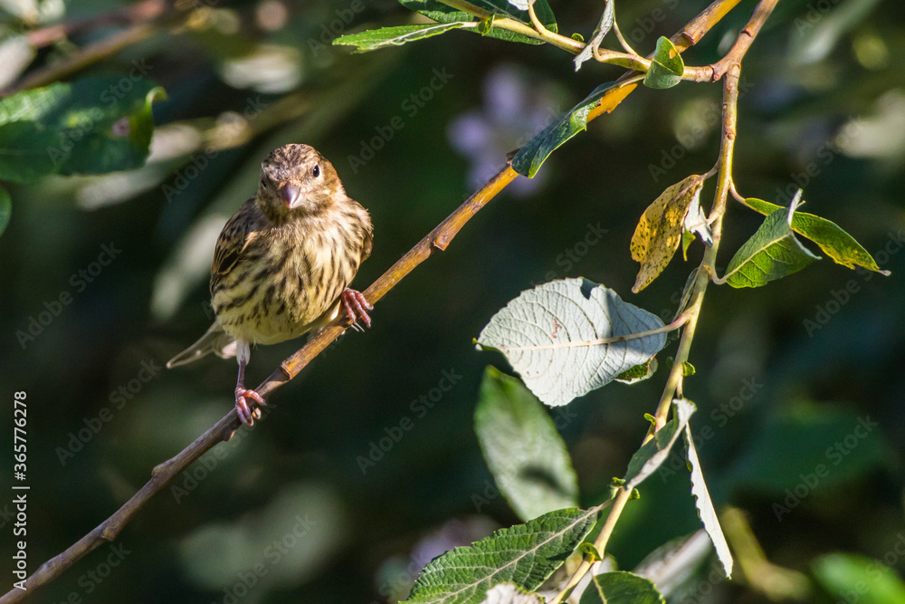 Common linnet (Carduelis cannabina)