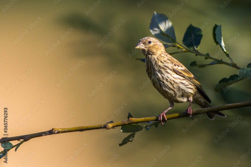 Common linnet (Carduelis cannabina)