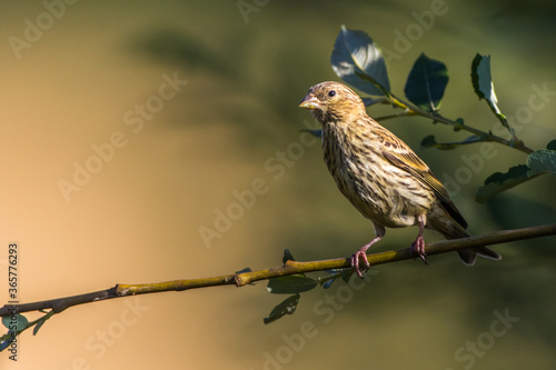 Obraz na płótnie Common linnet (Carduelis cannabina) w salonie