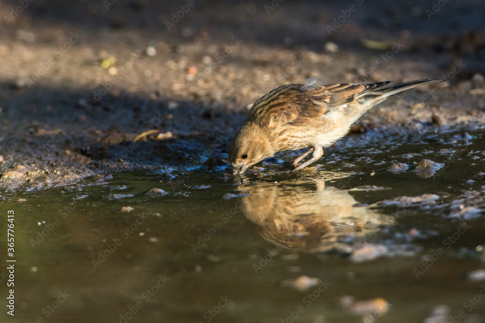 Common linnet (Carduelis cannabina)