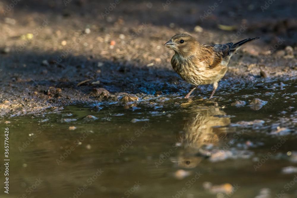 Common linnet (Carduelis cannabina)