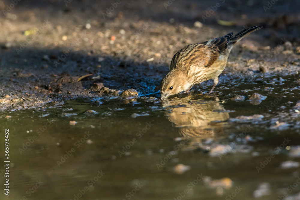Common linnet (Carduelis cannabina)