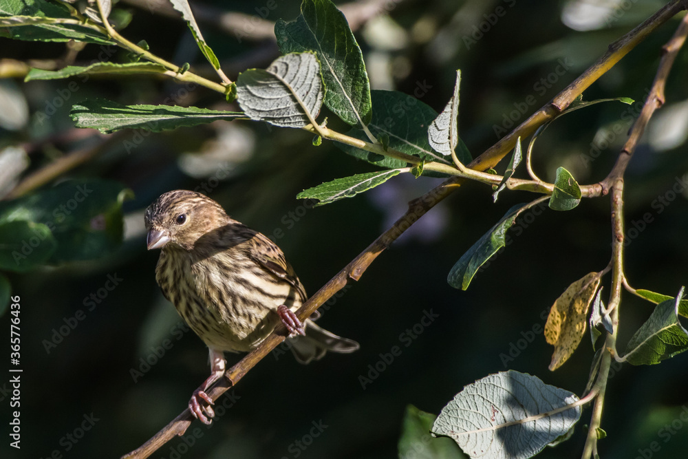 Common linnet (Carduelis cannabina)