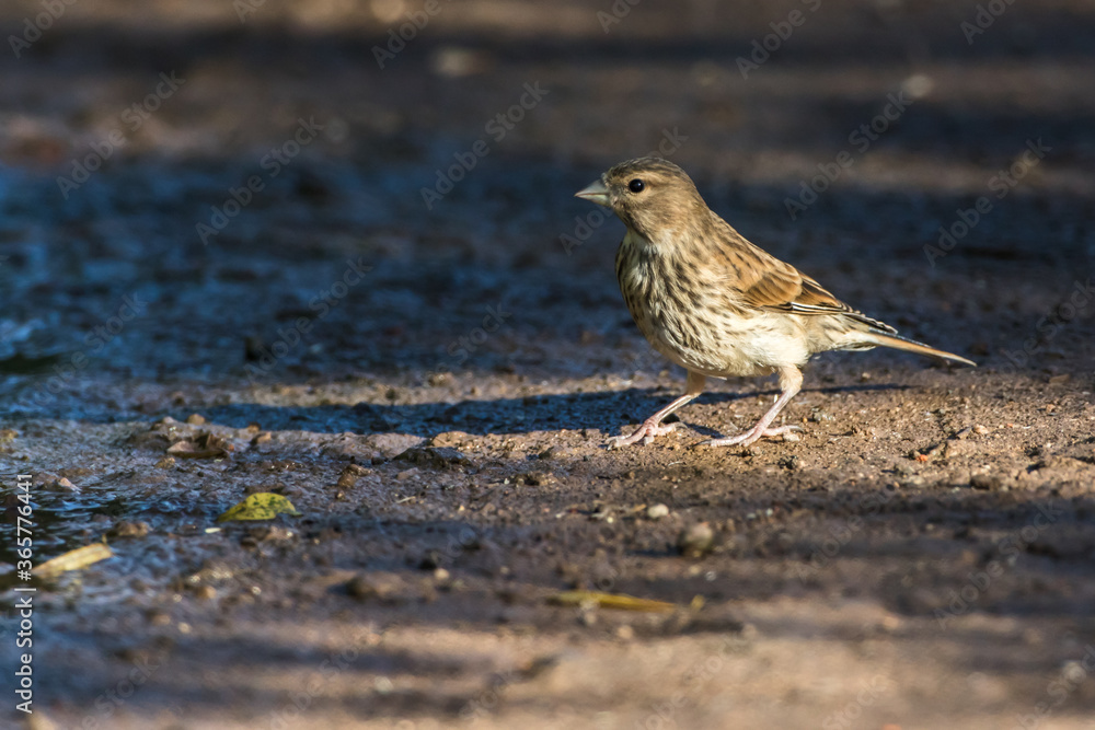 Common linnet (Carduelis cannabina)