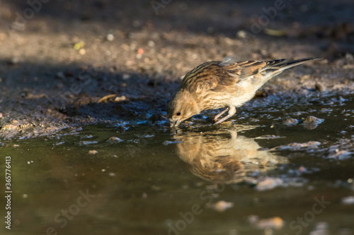 Obraz na płótnie Common linnet (Carduelis cannabina) w salonie