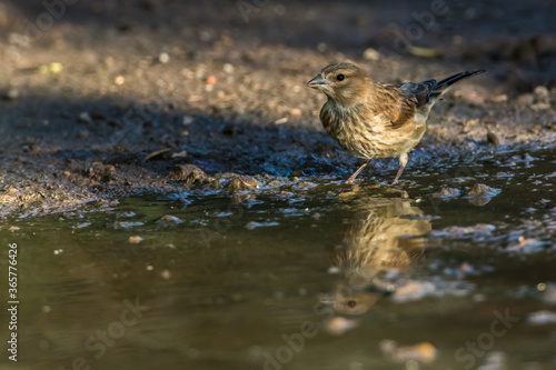 Obraz na płótnie Common linnet (Carduelis cannabina) w salonie