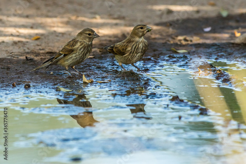 Obraz na płótnie Common linnet (Carduelis cannabina) w salonie