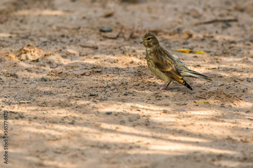 Obraz na płótnie Common linnet (Carduelis cannabina) w salonie