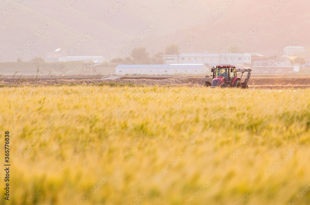 Fototapeta premium combine harvester working in a field