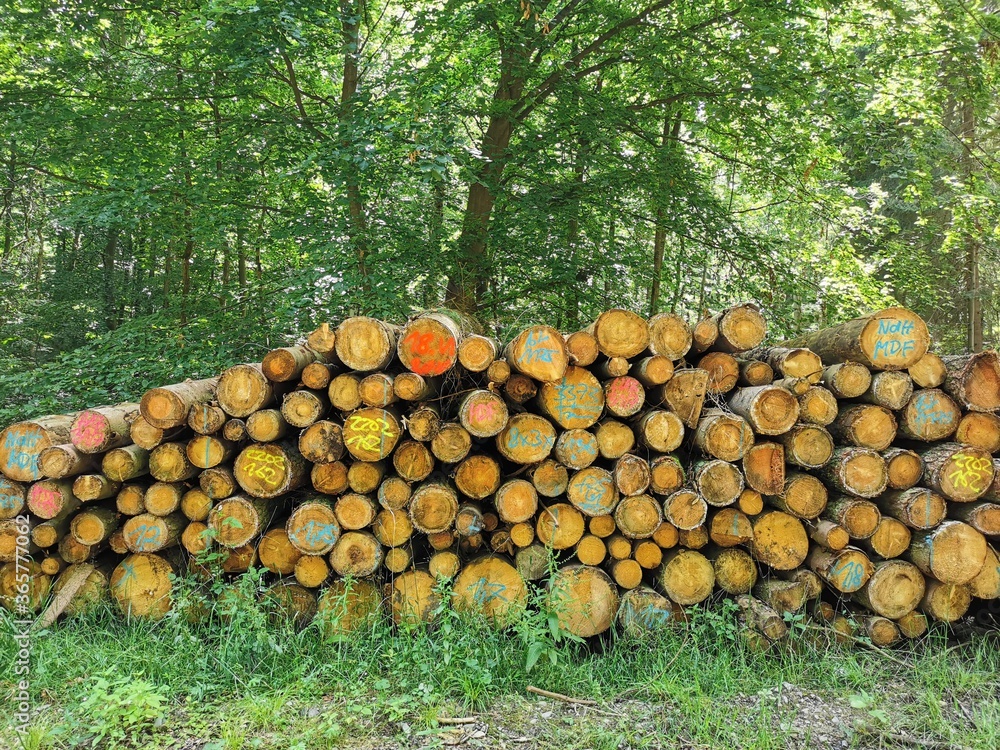 Stacked tree trunks in the forest