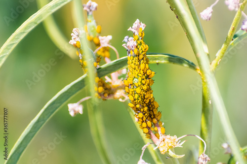 Close up of Aphids (plant lice, greenfly, blackfly or whitefly) feeding from a narrow leaf milkweed plant  Santa Clara, California © Sundry Photography