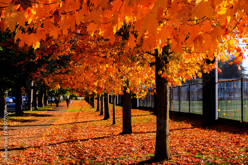 autumn in the park