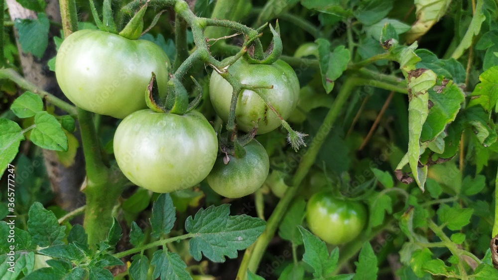 green tomatoes in the garden